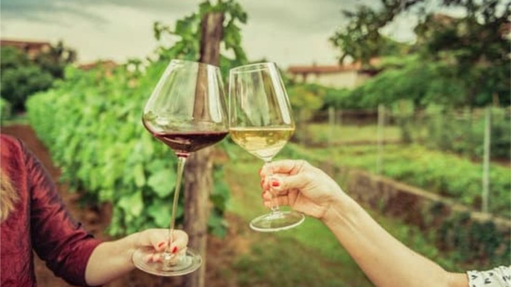 From San Sebastian: Private Full-Day Wine Tour in the La Rioja Wine Region
