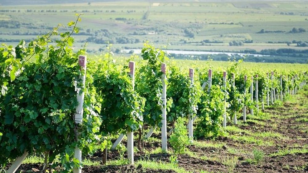 Moldova : WINE tasting Tour to Winery Château Purcari