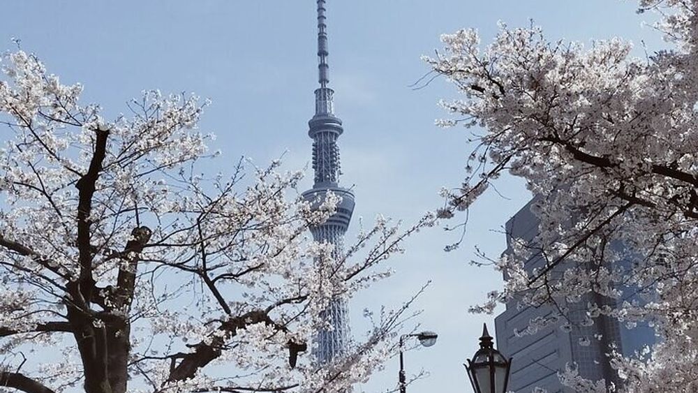 Cherry Blossom highlights, Asakusa, Ueno, Imperial Palace Garden
