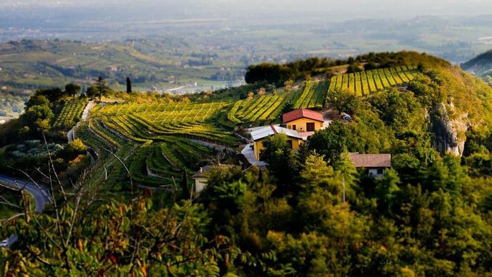 From Verona and Garda: Valpolicella wine experience