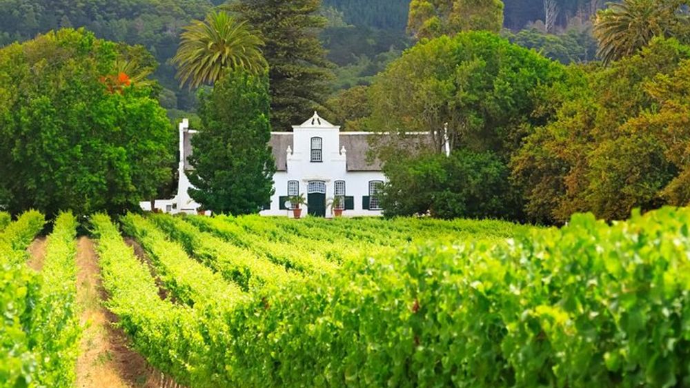 Cape Town: Full Day Cape Winelands Wine Tour