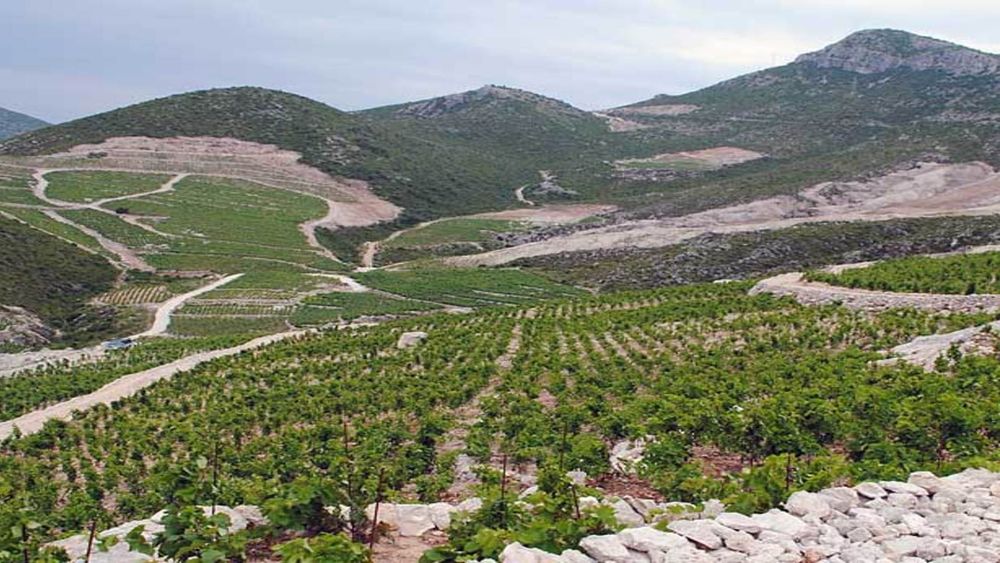 From Dubrovnik: Wine Tasting and Visit to Ston