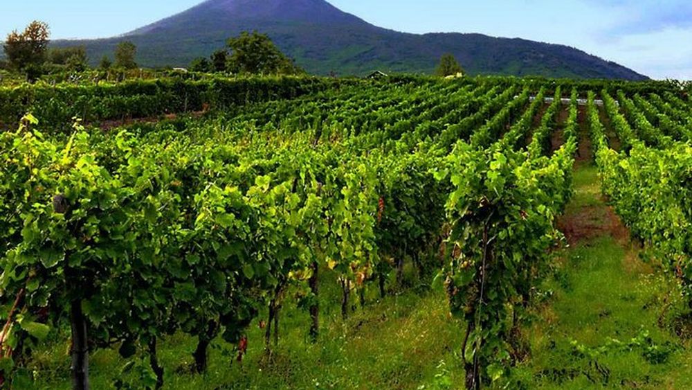 From Naples: Tour of Sorrento Exploration & Wine Tasting with Lunch on Mt. Vesuvius (Full Day)