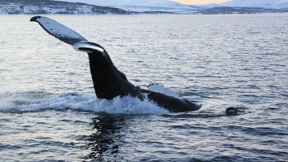 Tromso Full-Day Whale and Seabird Boat Tour to Skervoy