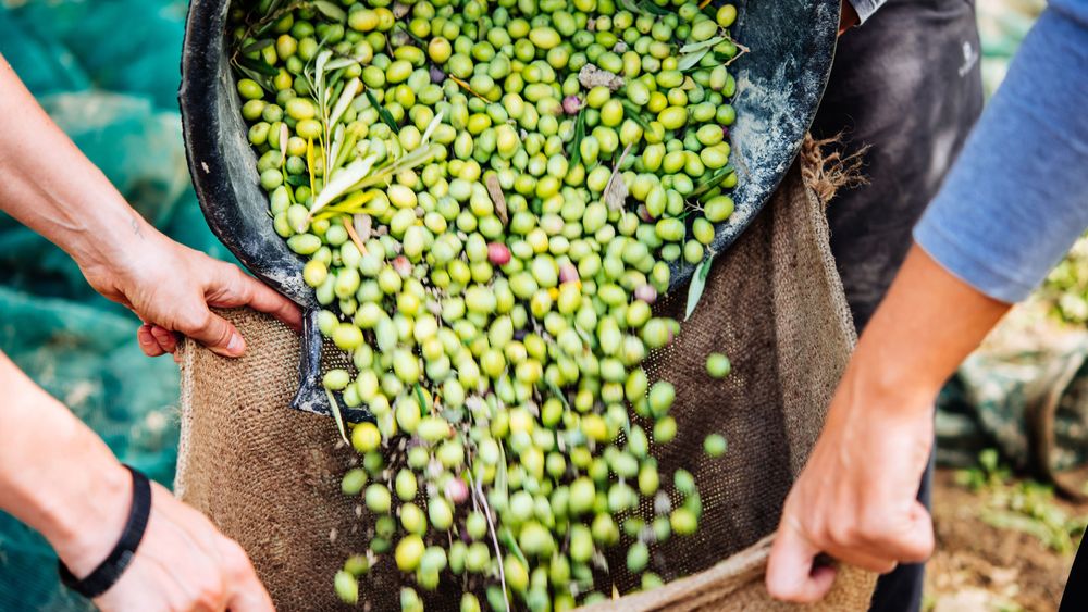 Partinico: The olive Harvest on an Organic Farm in Partinico
