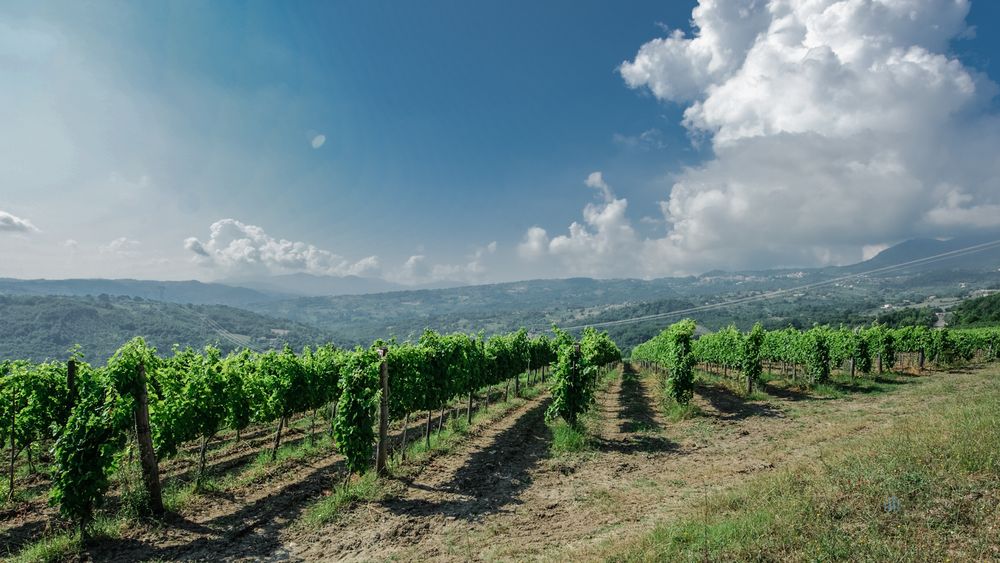From Naples: Private Irpinia Wine Tour with Sommelier