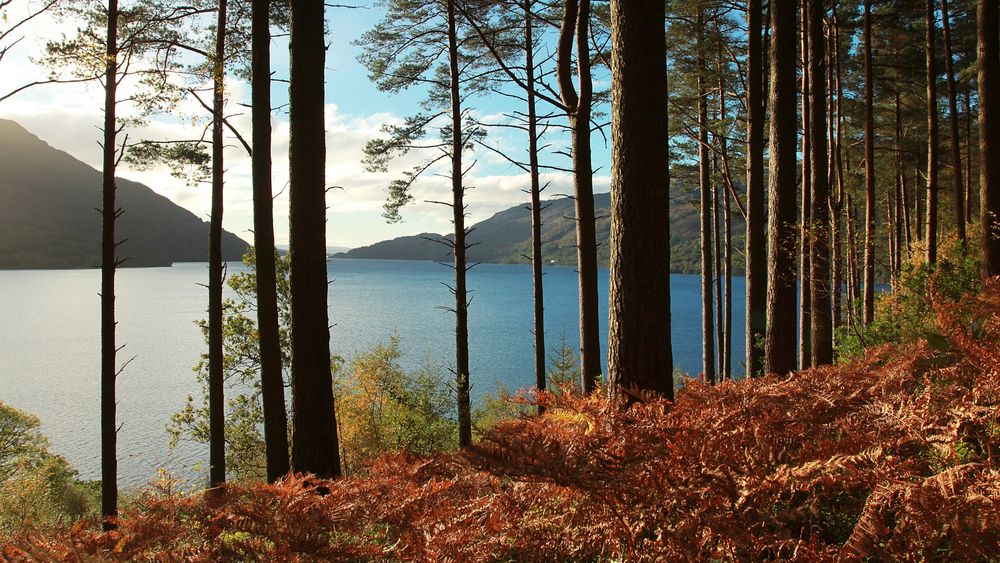 Loch Lomond & Whisky Small-Group Day Tour from Glasgow