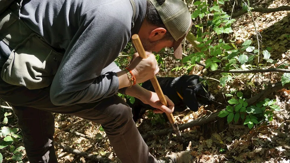 Florence: The Authentic Truffle Tour