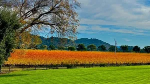 Wine Tour Transportation Services in Napa Valley Cover Image