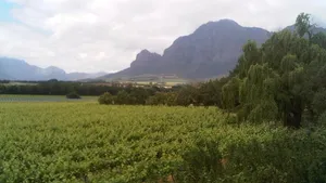 From Cape Town: Private Cape Winelands Tour Cover Image