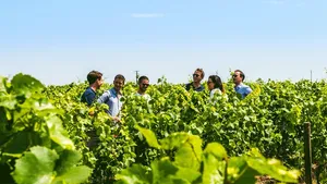 From Epernay: Half-Day Family Grower Tour in the Champagne Region (with Lunch Included) Cover Image