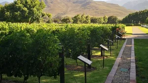 From Cape Town: Private Cape Winelands Full-Day Ultra Flexible Guided Tour Cover Image