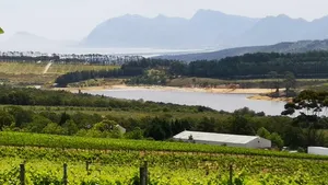 From Cape Town: Private Full Day Wine Tasting Tour (with Whale and Penguin Watching) Cover Image