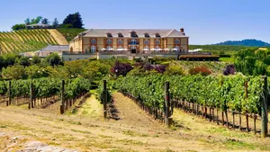 From San Francisco: Full-Day Private Napa Valley Wine Tour (with Hotel Pick-up) Cover Image