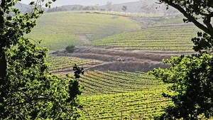 Constantia Winelands Half-Day Tour From Cape Town Cover Image