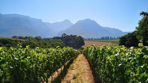 Cape Town: Private Full Day Panoramic Wine Tasting Tour Cover Image