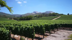 From Cape Town: Private Stellenbosch, Franschhoek Paarl Wine Tour Cover Image