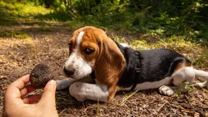 From Florence: Authentic Truffle Hunting with Guide & Dogs, Lunch & Wine Tour in Chianti Region Cover Image