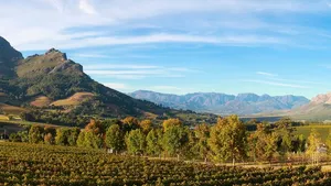 Cape Town: Half Day Cape Winelands Cover Image