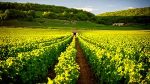 From Paris: Private 2-Day Wine Tour of Chablis & Beaune in the Burgundy Wine Region Cover Image