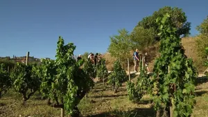 From Barcelona: 8 Day Trek and Wine in the Priorot Wine Region Cover Image