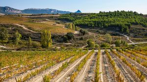 From San Sebastian: Full Day Wine Tour to La Rioja (with Traditional Lunch) Cover Image