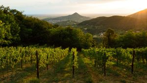 Euganean Hills: day trip from Venice among history, nature & wine Cover Image