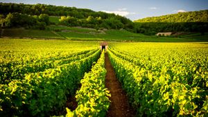 From Paris: Private 2-Day Wine Tour of Chablis & Beaune in the Burgundy Wine Region Cover Image