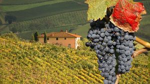 From Florence: Half Day Chianti Wine Tour Experience in Tuscan countryside - Small Group Tour (Meal Included) Cover Image