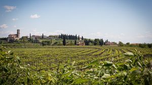 From Venice: Private Full-Day Amarone Wine Tour (with Lunch) Cover Image