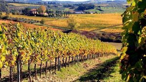From Rome: Private Wine tasting and Lunch in Chianti, Visiting Castellina, in Tuscany Cover Image