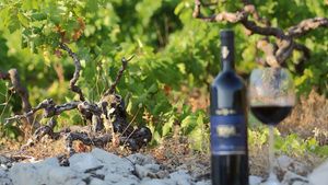 From Dubrovnik: Full Day Peljesac Wine Tour: Visits to Famous Wineries Cover Image