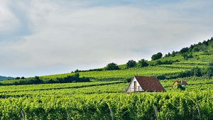 From Budapest: Private Wine Tour to Tokaj Cover Image