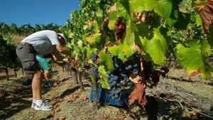 From Barcelona: Enjoy the Grape Harvest in the Priorat Wine Region Cover Image