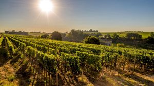 From Bordeaux: Private Family Friendly Full-Day Tour to the Saint Emilion Wine Region Cover Image