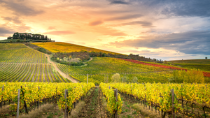 From Florence: Buongiorno Chianti Wine Tour in Tuscany and San Gimignano Cover Image