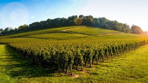 Bordeaux: Private 5-Day Wine Tour Package with Grands Crus Tastings Cover Image