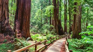 Muir Woods with Napa & Sonoma Wine Tour Cover Image