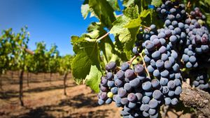 Into the Wine (Alentejo with Lunch Included) Cover Image