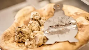From Florence: Truffle Hunting with Gourmet Truffle Lunch in a San Gimignano Winery Cover Image