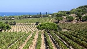Provence: Exclusive Full Day Wine Tour: The Vineyards of St Tropez Peninsula Cover Image