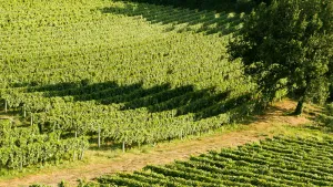 From Rome: Private Castelli Romani Half Day Wine Tour Cover Image